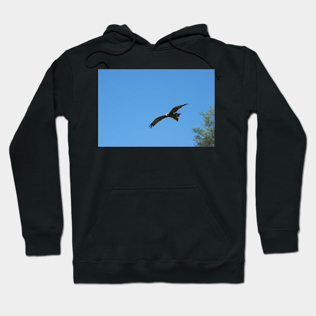 Black Kite In Flight Hoodie by GP1746